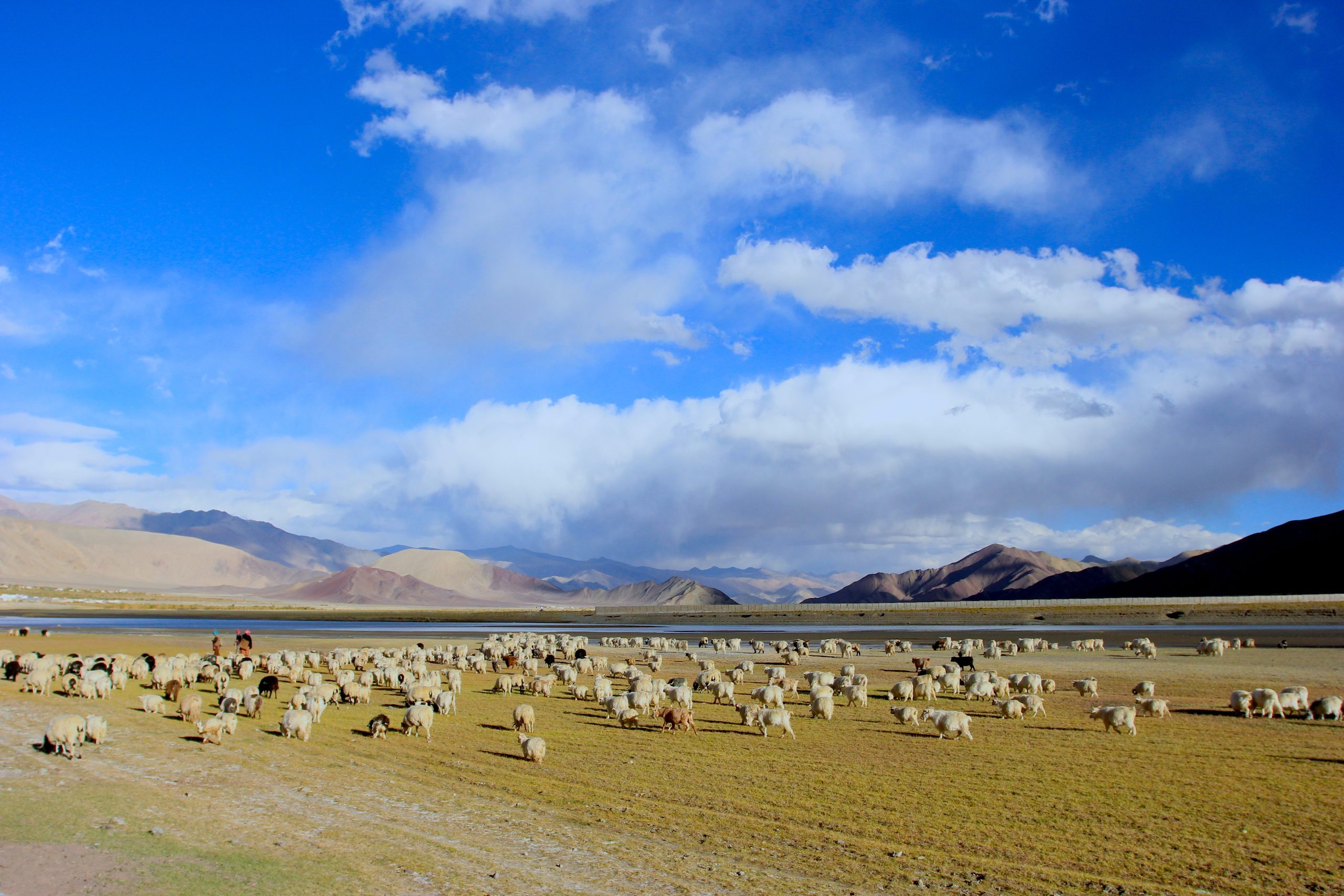 //www.runnerswild.com/wp-content/uploads/2022/02/Ladakh-Pashmina-sheeps-at-Chngthng-Ladakh-changthang-scaled.jpg